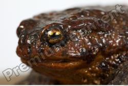 Toad - Bufo bufo